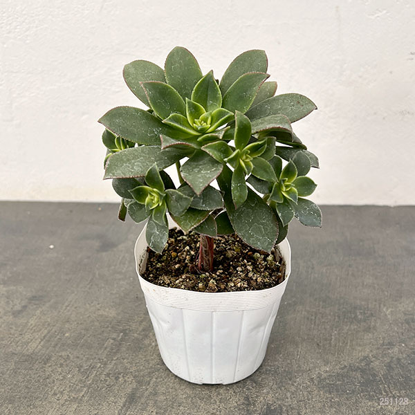 園芸ネット本店｜アエオニウム：キウイ(夕映え）3.5号ポット の通販