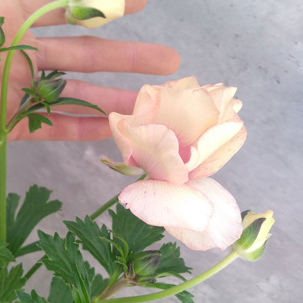 園芸ネット本店｜ラナンキュラス：ラックス メリッサ3.5-4号ポット の