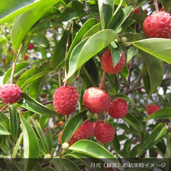 園芸ネット本店｜ヤマボウシ（常緑）：ホンコンエンシス月光 斑入り6号