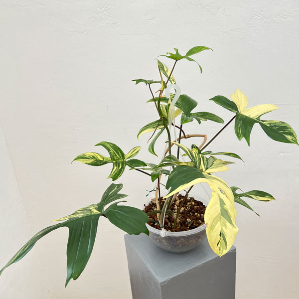 園芸ネット本店｜フィロデンドロン：フロリダビューティー（斑入） 7号