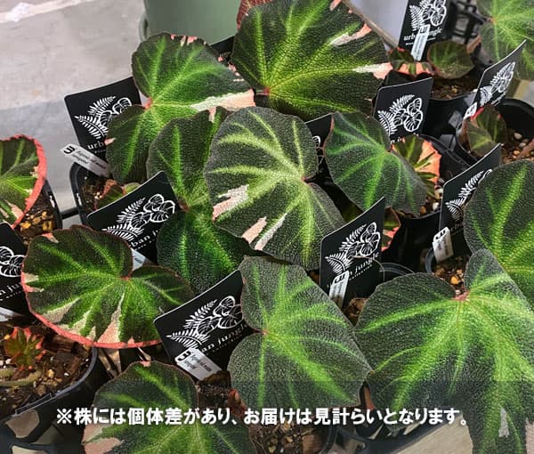 園芸ネット本店｜ベゴニア：ソリムタータ バリエガータ（ピンク斑入り