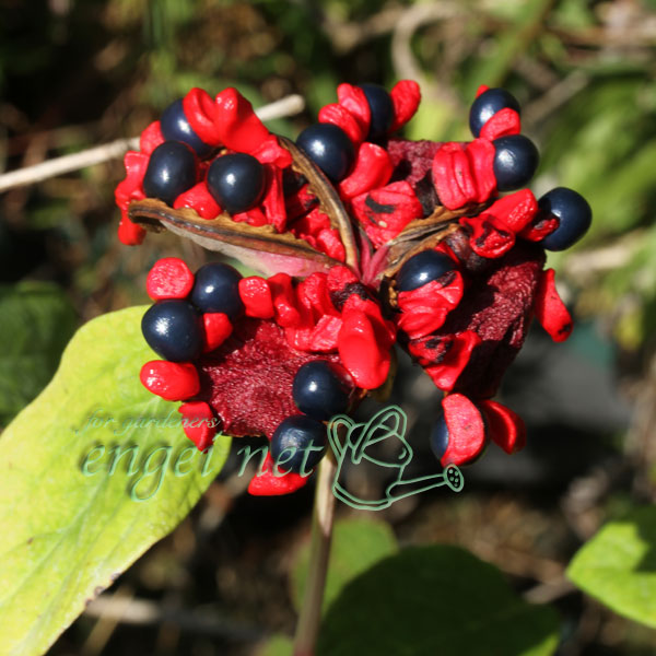 園芸ネット本店｜ヤマシャクヤク（山芍薬） ：紅剣（紅花）5号ポット