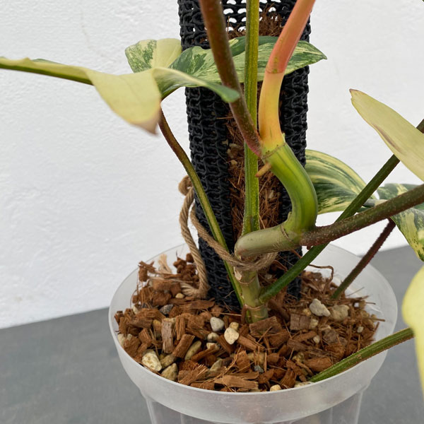 園芸ネット本店｜フィロデンドロン：フロリダビューティー（斑入） 5号