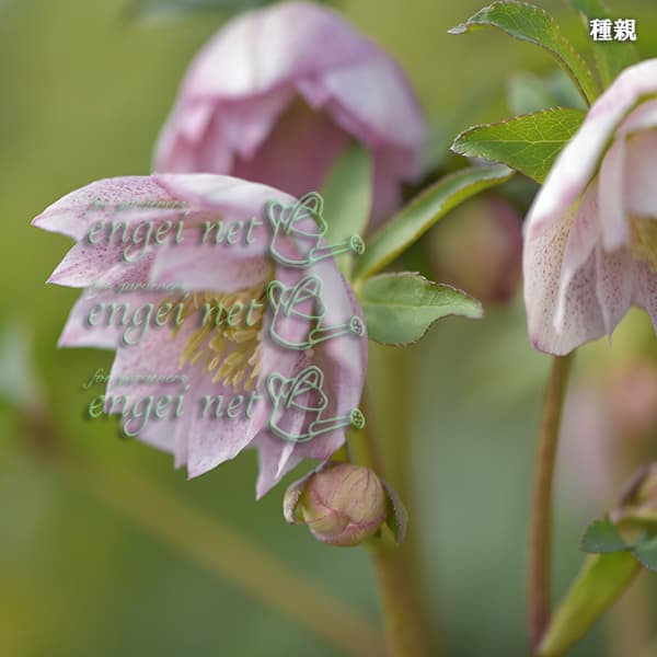 園芸ネット本店｜【お1人様1ポット】大和園さんのクリスマスローズ：24