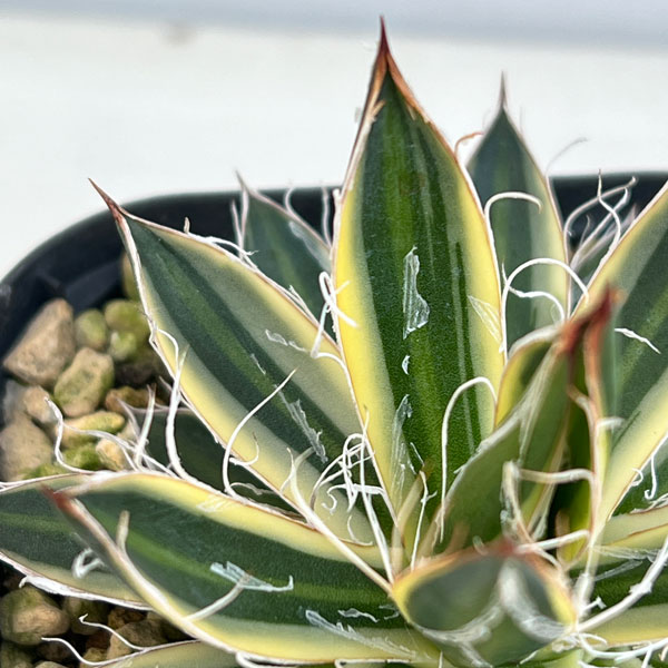 園芸ネット本店｜アガベ：王妃乱れ雪錦（黄覆輪斑）3号ポット の通販