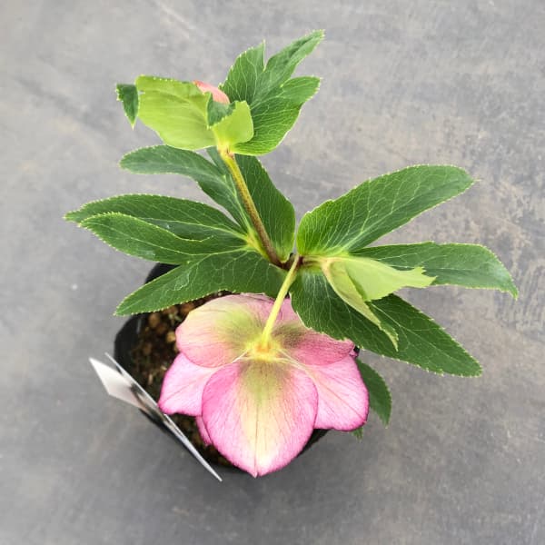 現品・ポットまま発送】超希少 充実株花もりもり曽田園芸多弁咲き