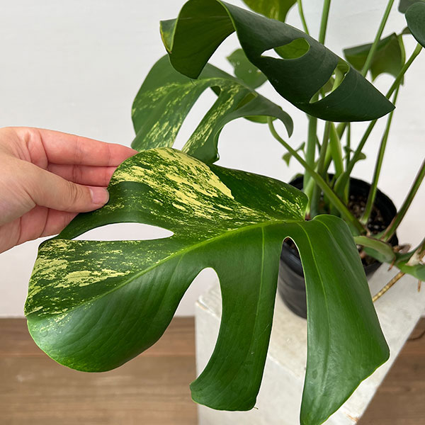 園芸ネット本店｜モンステラ：デリシオーサ 斑入り（実生株） 5号24-02