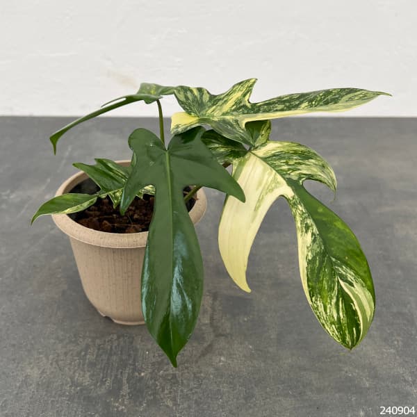 園芸ネット本店｜フィロデンドロン：フロリダビューティーバリエガータ