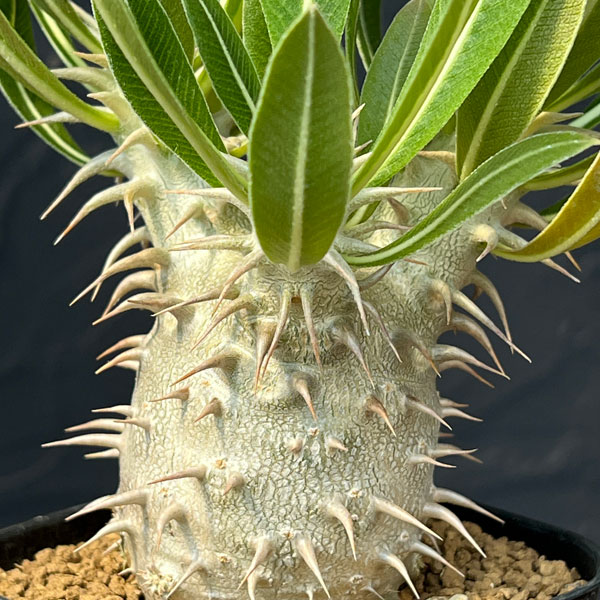 園芸ネット本店｜パキポディウム：ホロンベンセ3号鉢植え* の通販【公式】