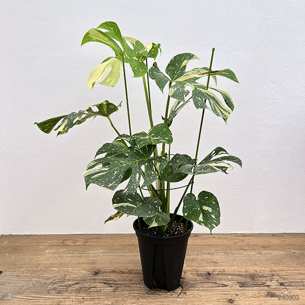 園芸ネット本店｜モンステラ：デリシオーサ：タイコンステレーション 8