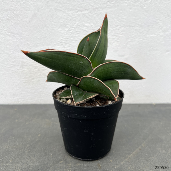 園芸ネット本店｜サンセベリア：エレンベルギー サムライドワーフ 2.5