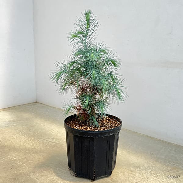 園芸ネット本店｜マツ：マルチネスピニョンマツ 8号鉢植え の通販【公式】