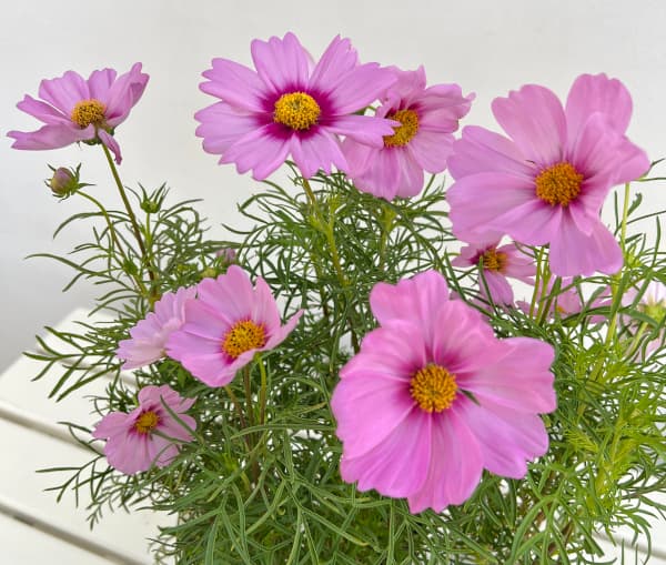 園芸ネット本店｜[送料無料]コスモス：アポロ ラブソング ローズウイズ