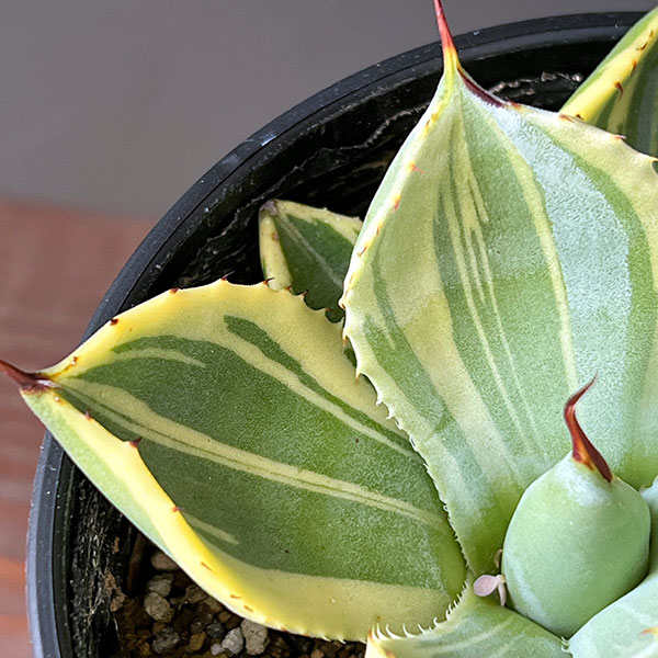 園芸ネット本店｜アガベ：パリー トルンカータ ライムストリーク 3.5号