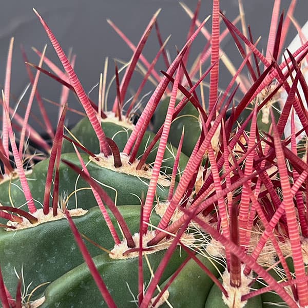 園芸ネット本店｜フェロカクタス：赤鳳 8号鉢植え の通販【公式】