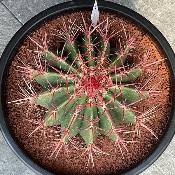 園芸ネット本店｜フェロカクタス：赤鳳 8号鉢植え の通販【公式】