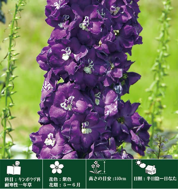 園芸ネット本店｜デルフィニウム：パープルパッション3.5号ポット の