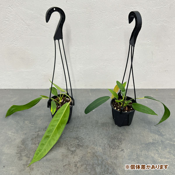 園芸ネット本店｜アンスリウム：ウェンドリンゲリー3.5号吊り鉢 の通販