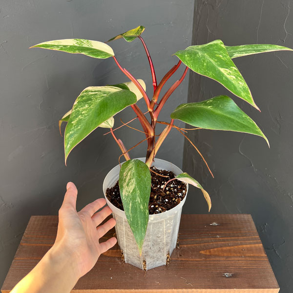 園芸ネット本店｜フィロデンドロン：ストロベリーシェイク 5号25-02 の