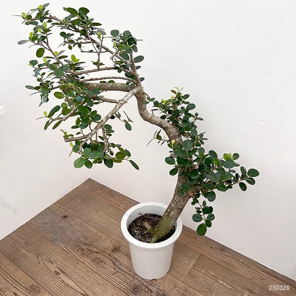 園芸ネット本店｜[送料無料]ガジュマル：パンダガジュマル 8号鉢植え25