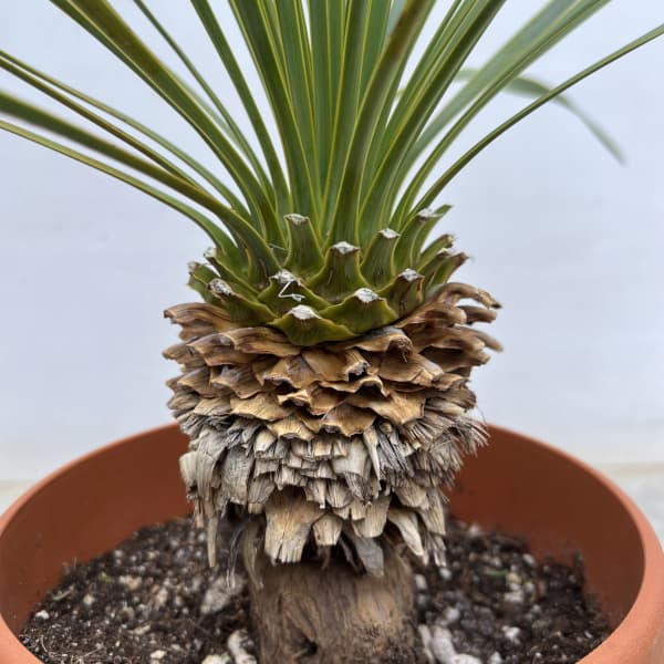 園芸ネット本店｜ユッカ：ロストラータ 6号鉢植え の通販【公式】