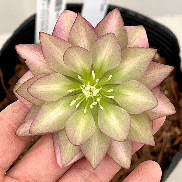 園芸ネット本店｜吉田園芸さんのクリスマスローズ：アンティークピエラ