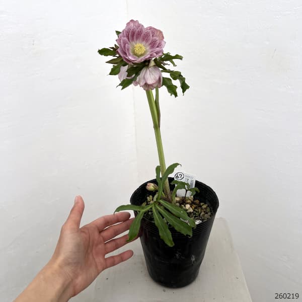 園芸ネット本店｜高正園さんのクリスマスローズ：26-67ダブル／4.5号