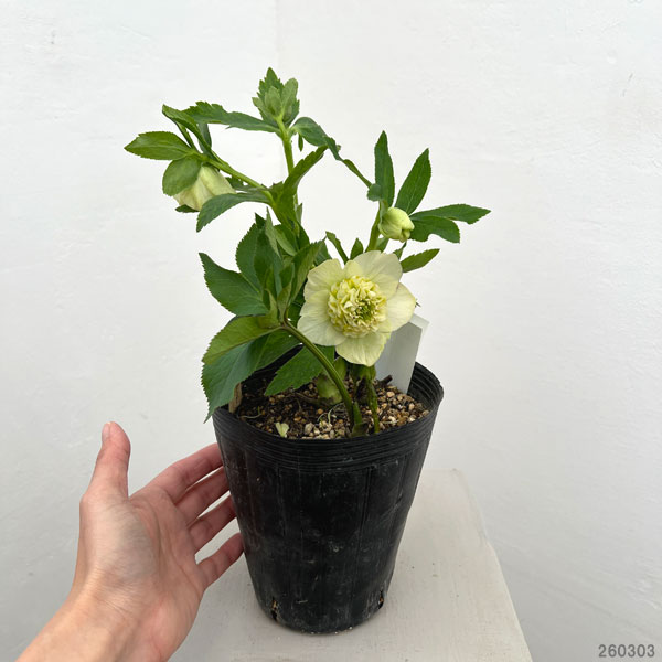 園芸ネット本店｜加藤農園さんのクリスマスローズ：26-02モーリー／4.5