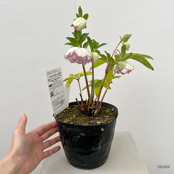 園芸ネット本店｜松村ナーセリーさんのクリスマスローズ：26-123ダブル