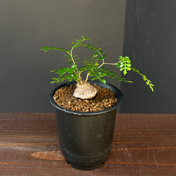 園芸ネット本店｜オペルクリカリア：パキプス（根挿し） 3号鉢植え の