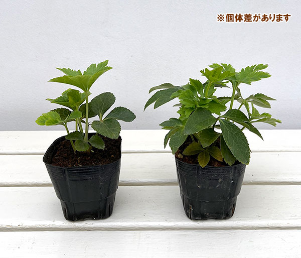 園芸ネット本店｜杉光園芸（杉山交配）さんのクリスマスローズ：ダブル