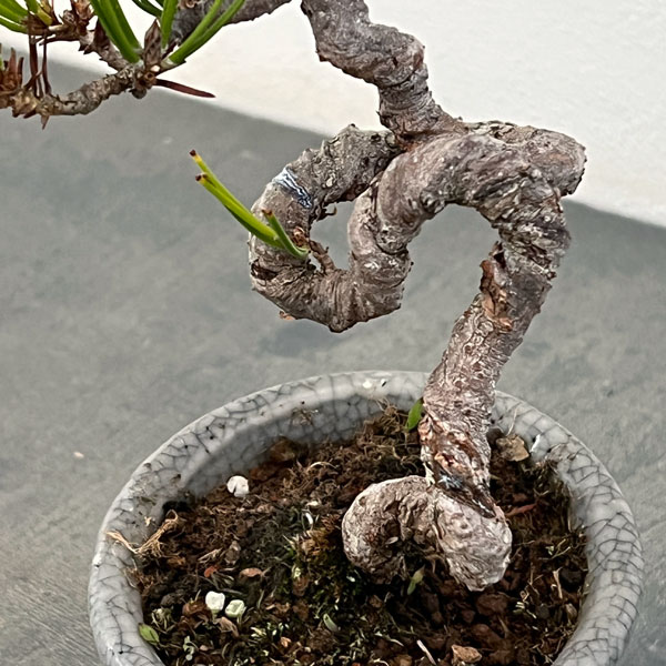 園芸ネット本店｜アカマツ（赤松）：小品盆栽 25-04 の通販【公式】