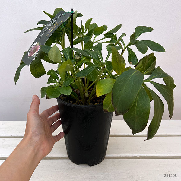 園芸ネット本店｜高正園さんのクリスマスローズ：ダブル ピコティ5号