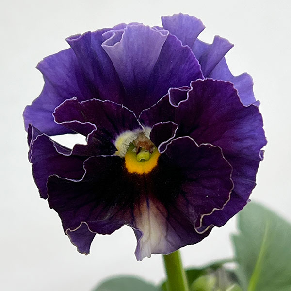 園芸ネット本店｜パンジー：フェデネージュ ムーンライト 3-3.5号