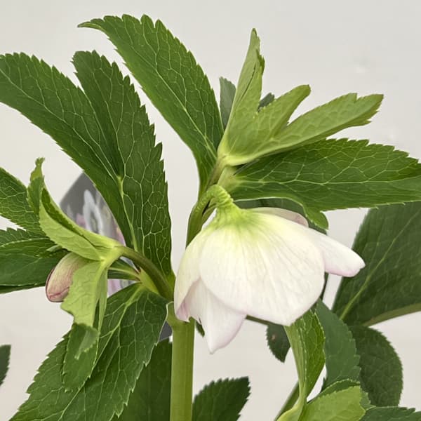 園芸ネット本店｜クリスマスローズ：セレクトシングル26-06／1.5L