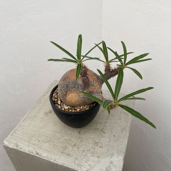 園芸ネット本店｜パキポディウム：グラキリス（発根済み株）3.5号