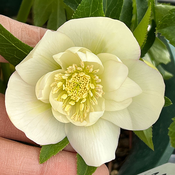 園芸ネット本店｜クリスマスローズ：*エレガンスアイス5号鉢 の通販