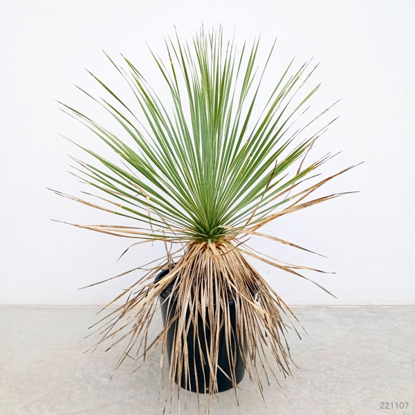 園芸ネット本店｜[送料無料]（わけあり特価）ユッカ：ロストラータ 9号