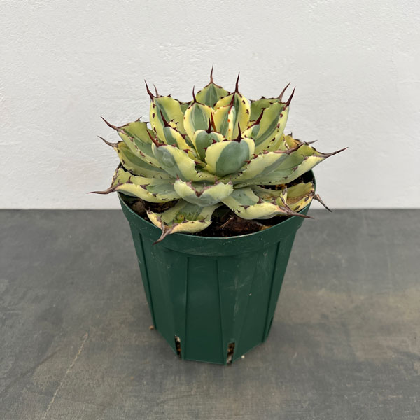 園芸ネット本店｜アガベ：スーパークラウン 5号スリット鉢22-02 の通販