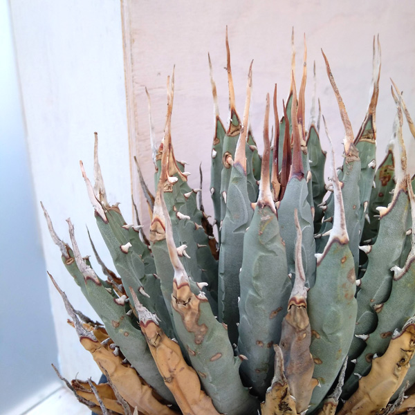 園芸ネット本店｜アガベ：ユタエンシス エボリスピナ（発根済み） 6号