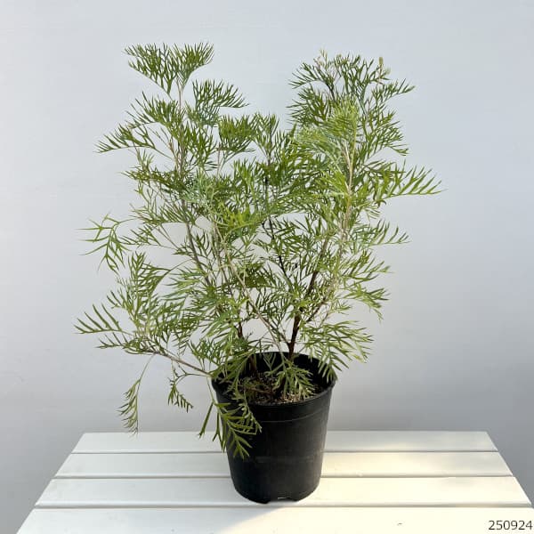 園芸ネット本店｜グレビレア：サパーブ8号鉢植え の通販【公式】