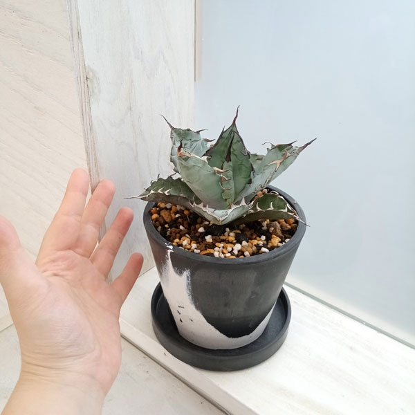 園芸ネット本店｜[ザ・ファームセレクト]アガベ：チタノタ ブルー 3号