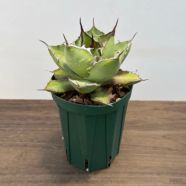 園芸ネット本店｜（わけあり特価）アガベ：チタノタ4号鉢植え（23-12