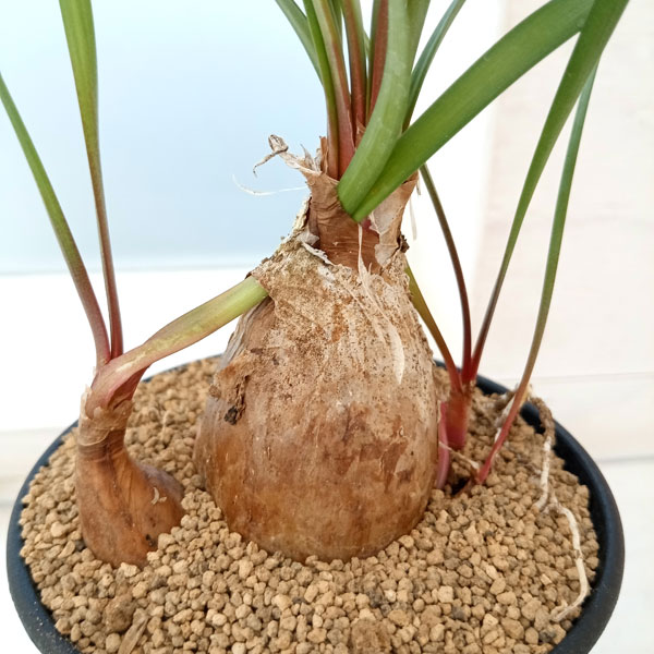 園芸ネット本店｜キルタンサス：スピラリス 3号鉢 の通販【公式】