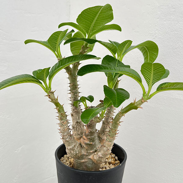 園芸ネット本店｜パキポディウム：ウィンゾリー（実生） 4号鉢植え23