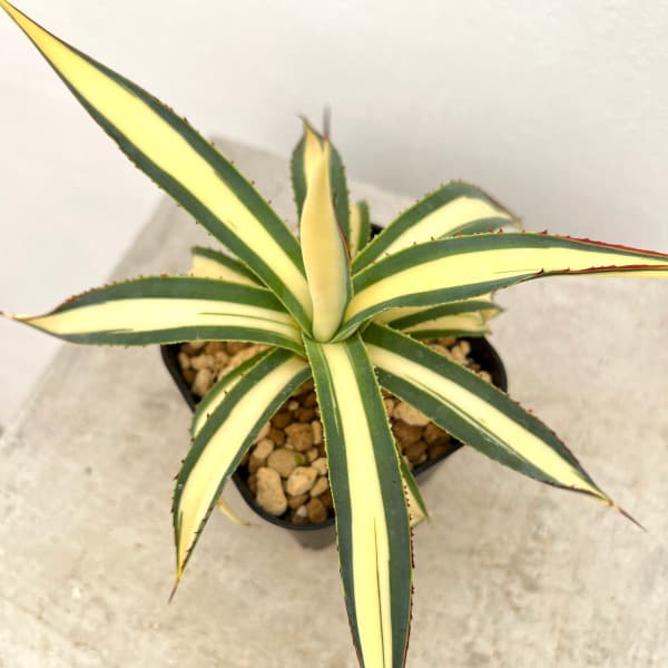 園芸ネット本店｜アガベ：フィリフェラ 藍光黄中斑（発根済み） 6cm