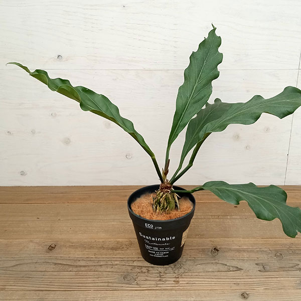 園芸ネット本店｜[ギフトに]アンスリウム：フーケリー5号 エコポット