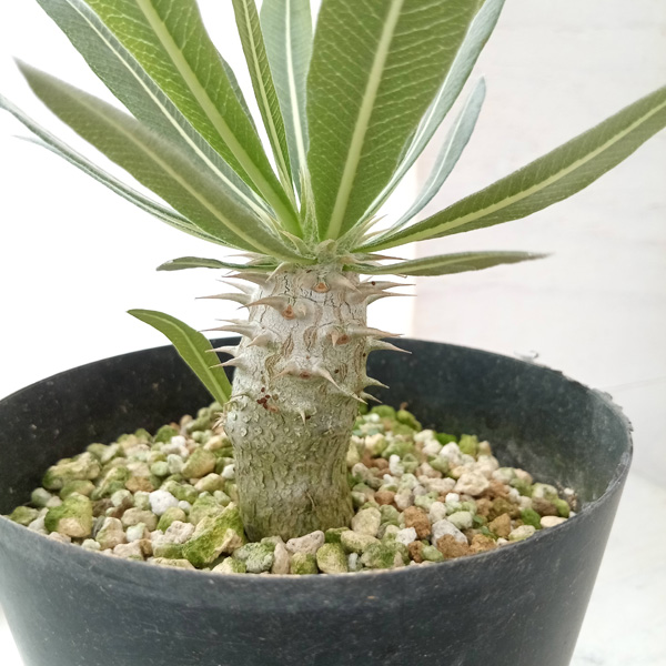 園芸ネット本店｜パキポディウム：ホロンベンセ (国内実生株) 4号 の