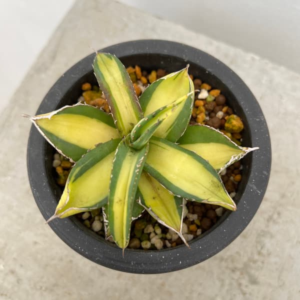 園芸ネット本店｜アガベ：チタノタ No.1 白中斑（発根済） 3号鉢植え23