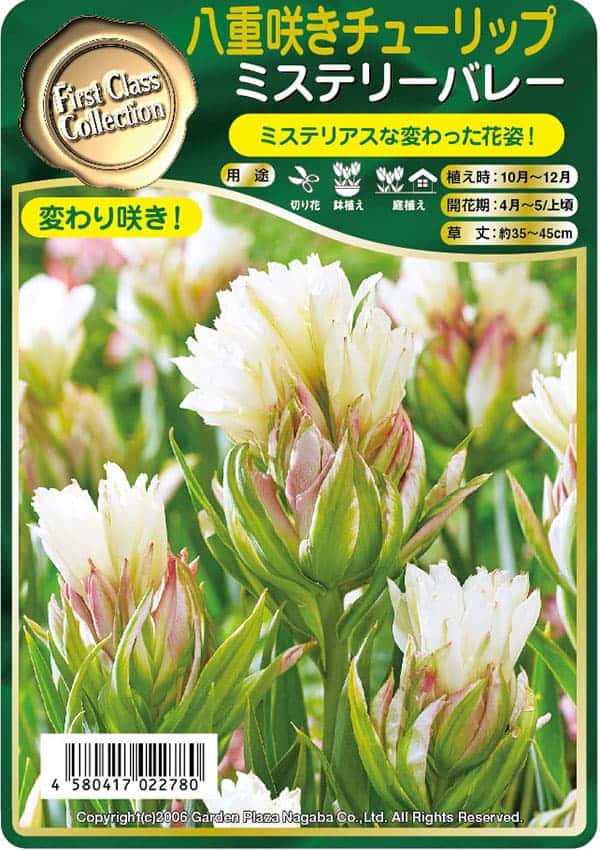 園芸ネット本店｜チューリップ：ミステリーバレー2球入り(早咲き)(F